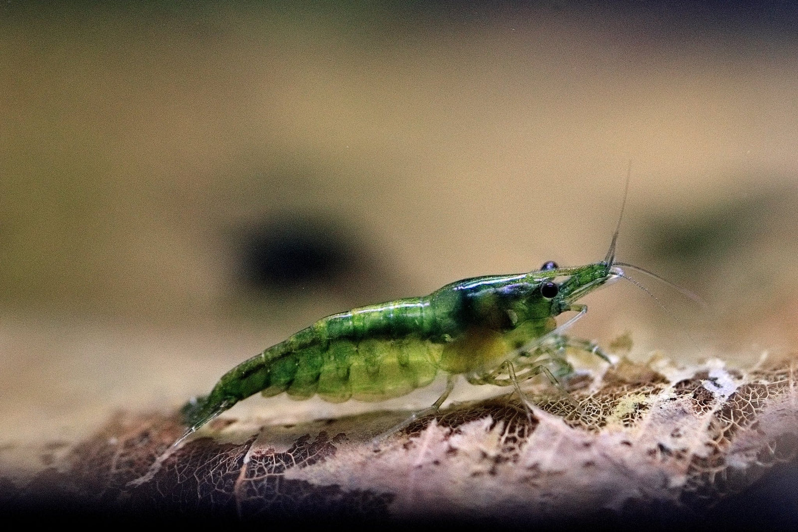 Green Jelly Shrimp in planted aquarium