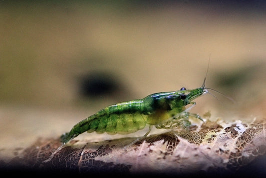 Green Jelly Neocaridina shrimp on almond leaves