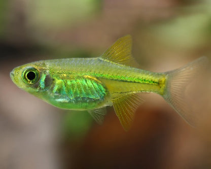 Green Kubotai Rasbora displaying bright neon green coloration in a planted aquarium