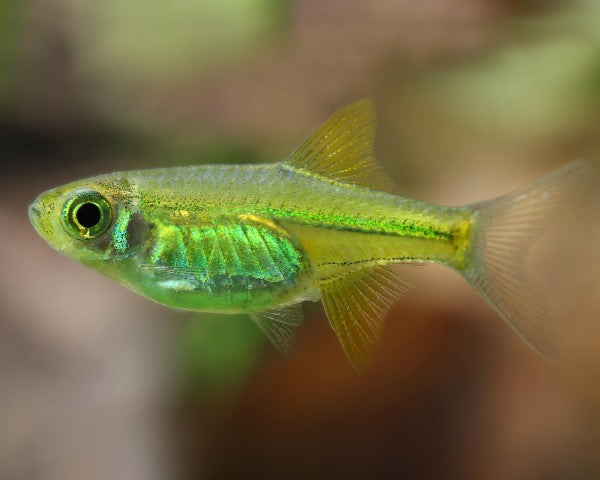 Green Kubotai Rasbora