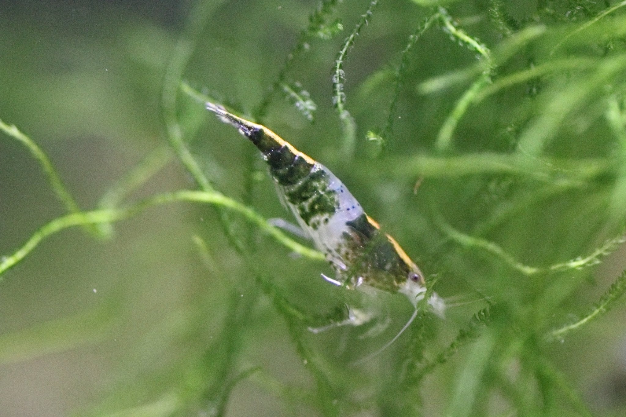 Green Rili Neocaridina Shrimp for Sale | Razz Aquatics