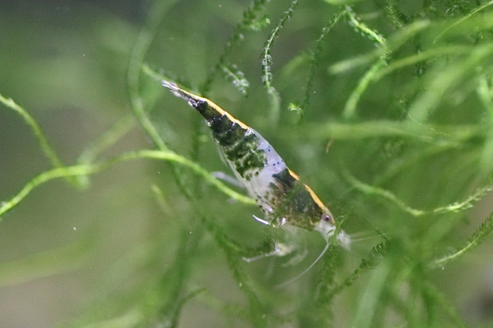 Green Rili Shrimp in planted aquarium