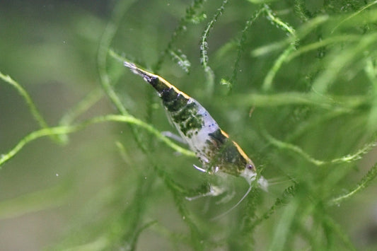 Green Rili Neocaridina shrimp showing rili pattern on aquarium plant