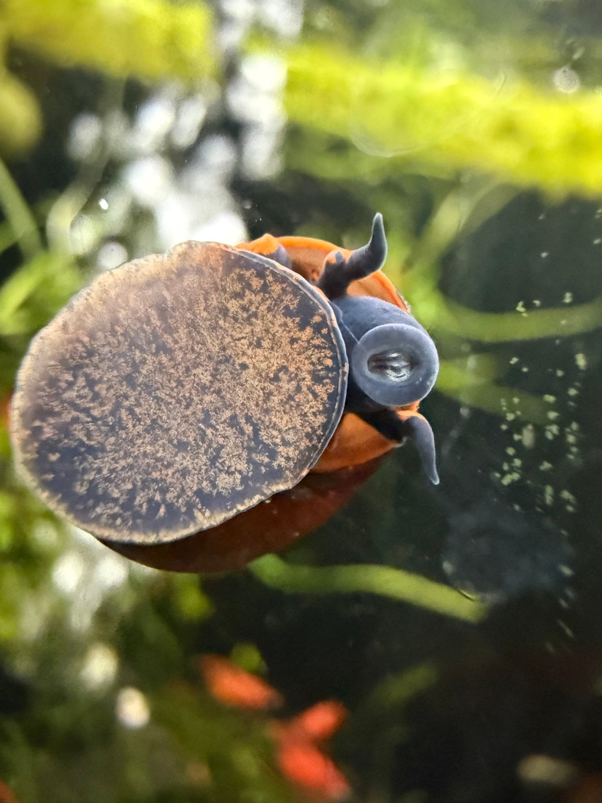 Razz Aquatics