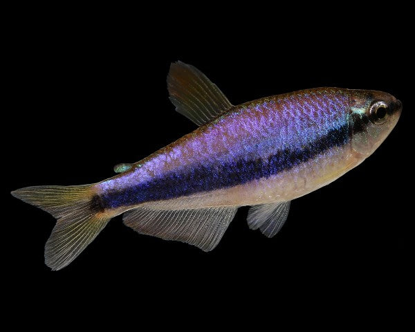 Blue Emperor Tetra (Inpaichthys kerri)