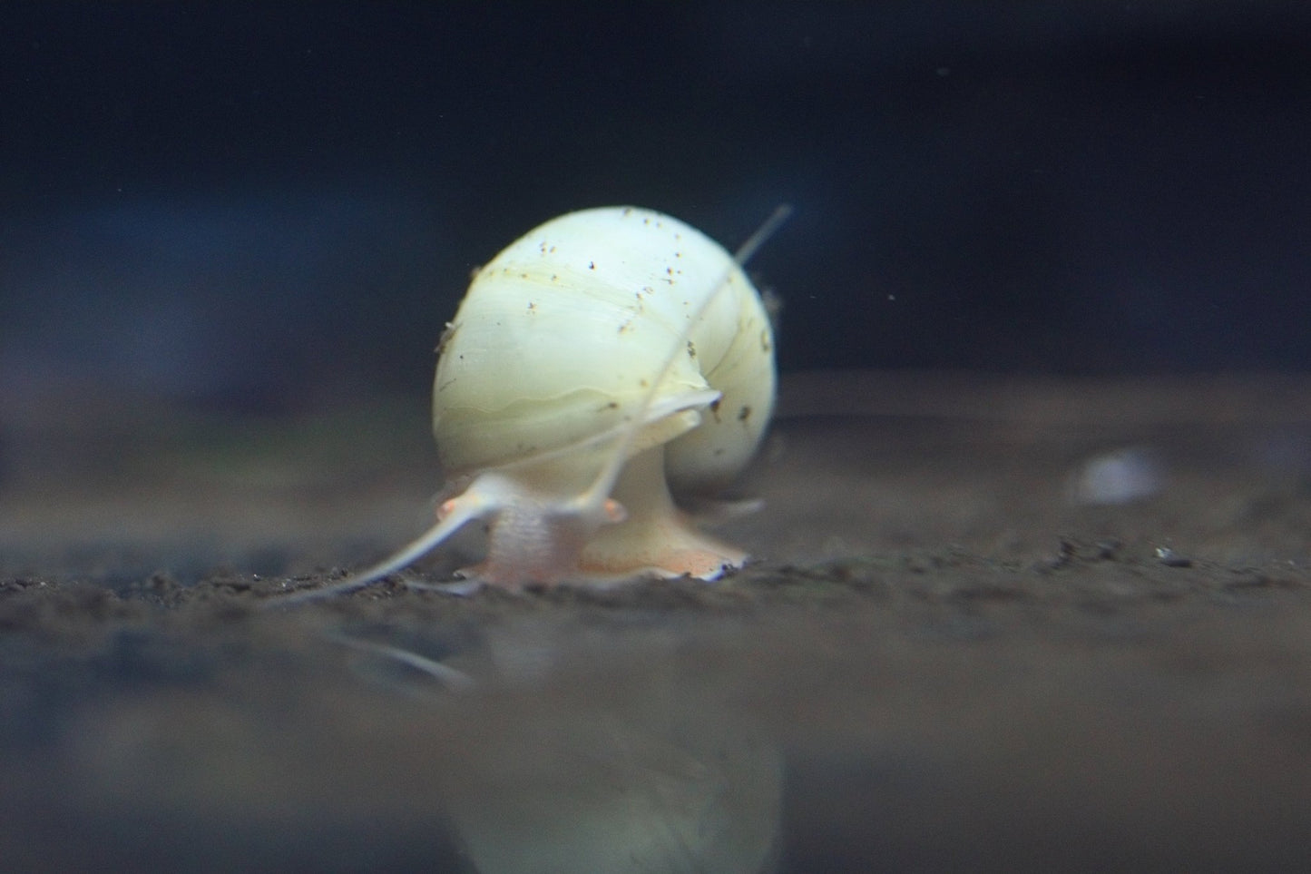 Ivory Mystery Snail with creamy ivory shell in aquarium
