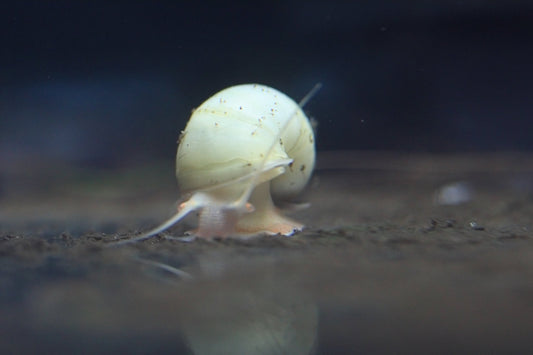 Ivory Mystery Snail with creamy ivory shell in aquarium