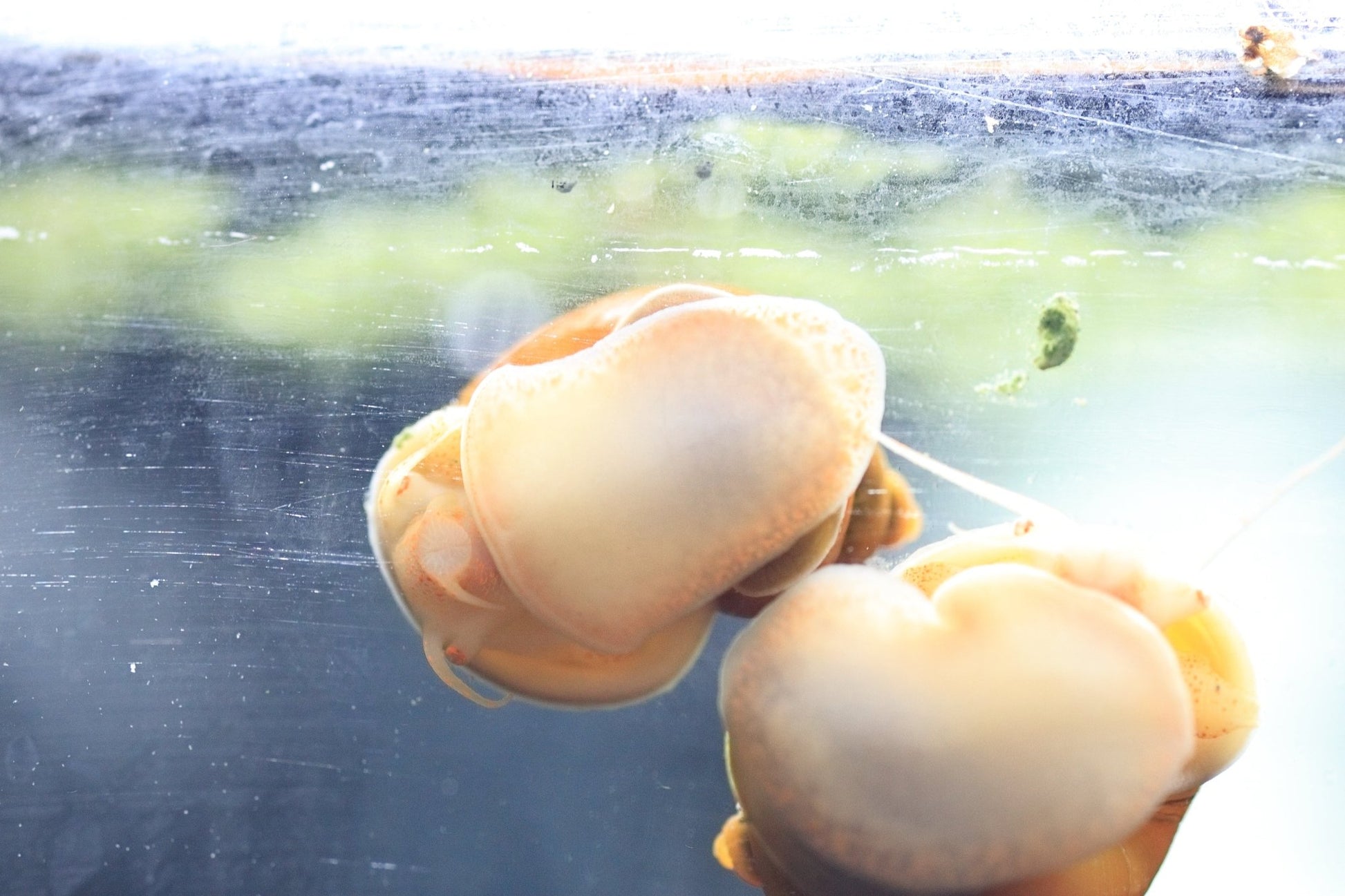 Ivory Mystery Snail with creamy ivory shell in aquarium