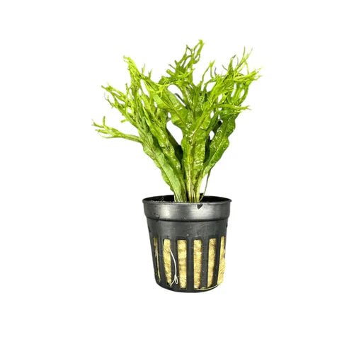 Java Fern Windelov attached to driftwood in a planted aquarium