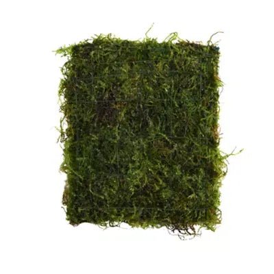 Java Moss Mat in planted aquarium