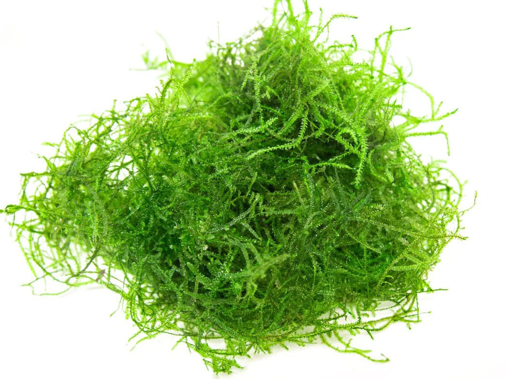Java Moss in planted aquarium