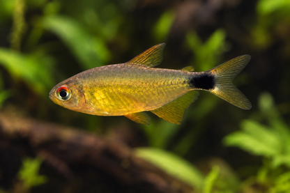 Representative left-profile image of a Kitty Tetra (Hyphessobrycon heliacus)