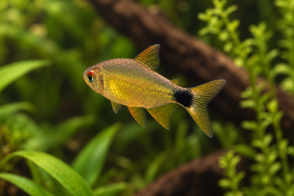 Representative alternate-angle image of a Kitty Tetra (Hyphessobrycon heliacus)