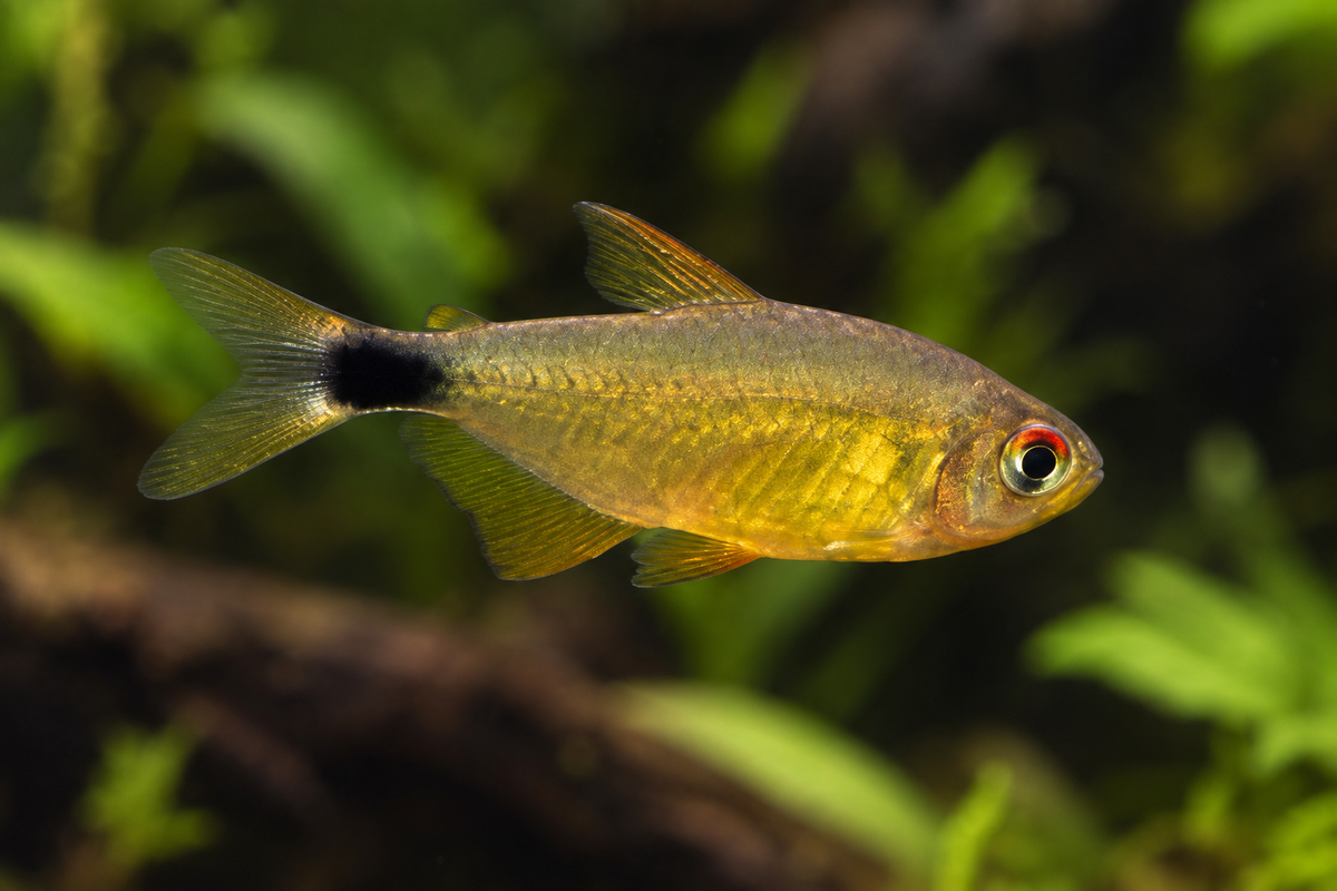 Representative image of a Kitty Tetra (Hyphessobrycon heliacus)