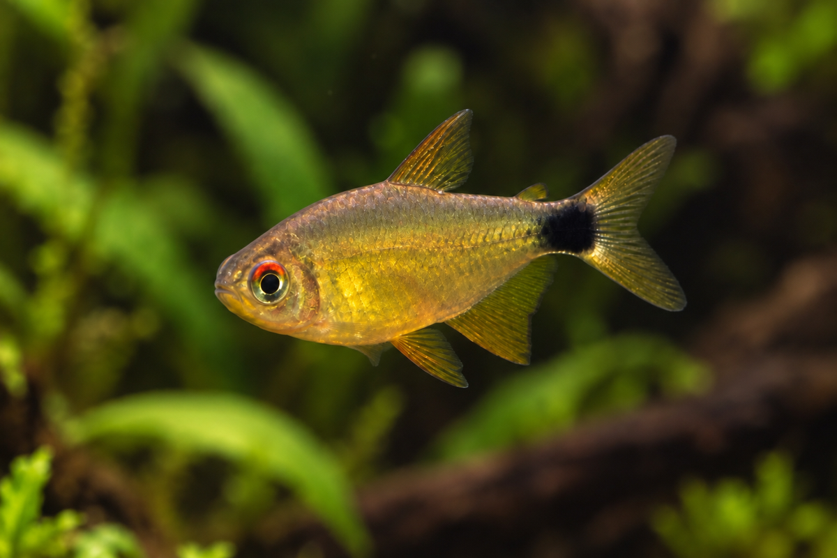 Representative three-quarter image of a Kitty Tetra (Hyphessobrycon heliacus)