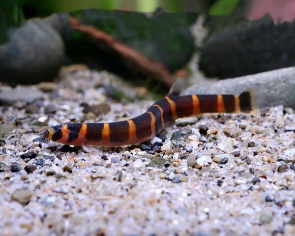 Kuhli Loach resting on substrate in a planted aquarium