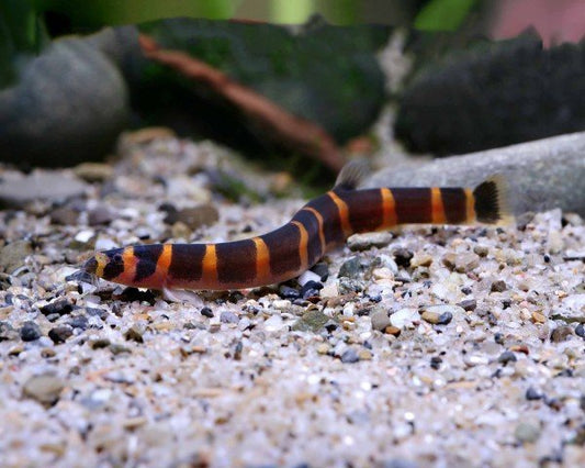 Kuhli Loach resting on substrate in a planted aquarium
