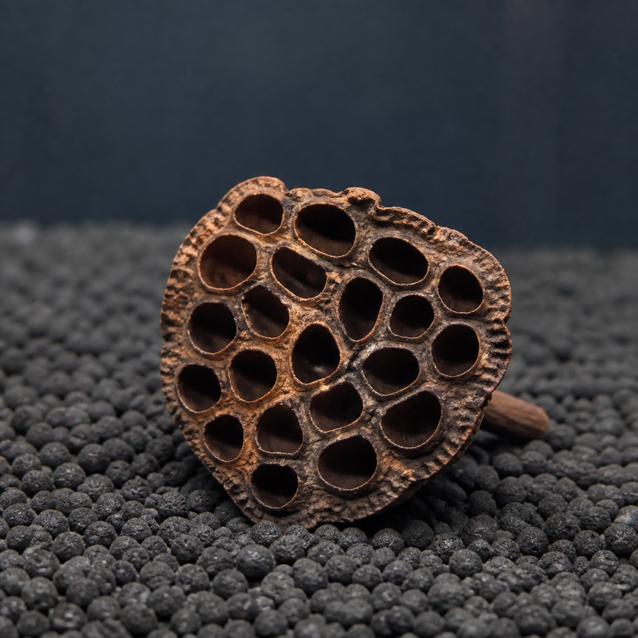Dried Lotus Pod aquarium botanical on clean dark aquasoil