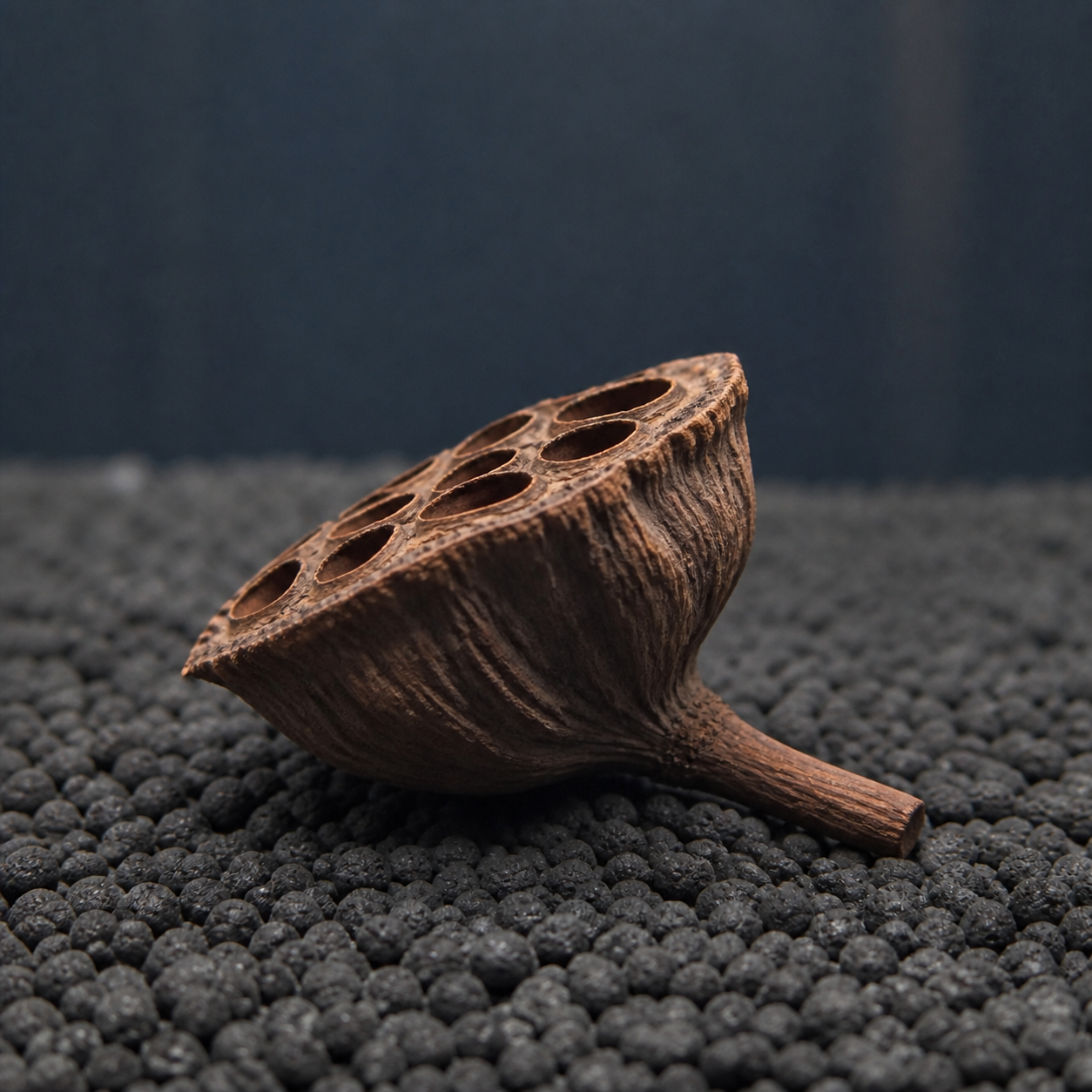 Side view of a dried Lotus Pod showing its stem and natural depth