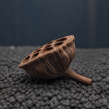 Side view of a dried Lotus Pod showing its stem and natural depth