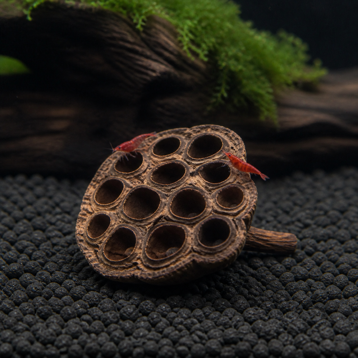 Red freshwater shrimp grazing on a dried Lotus Pod in an aquarium