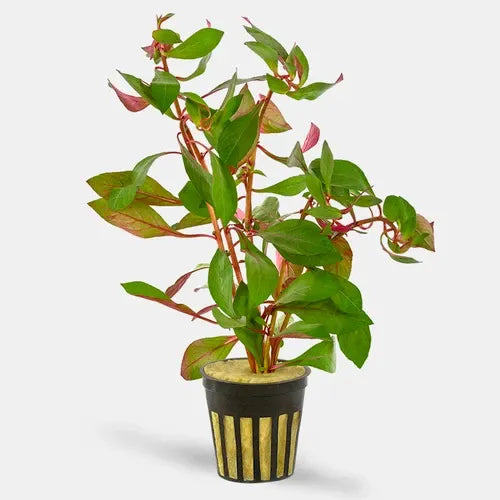 Ludwigia Dark Red stem plant with deep red leaves in a planted aquarium