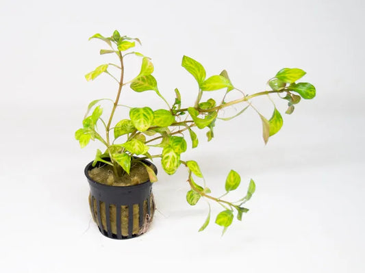 Ludwigia Ovalis plant with rounded red leaves in a planted aquarium