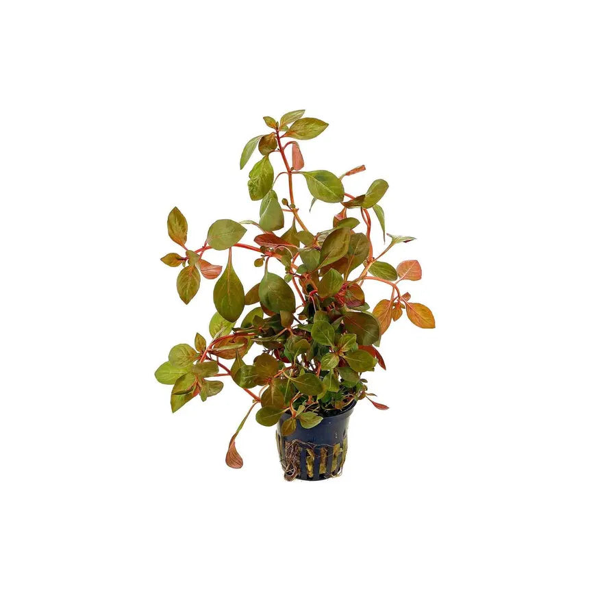 Ludwigia Repens Red in planted aquarium
