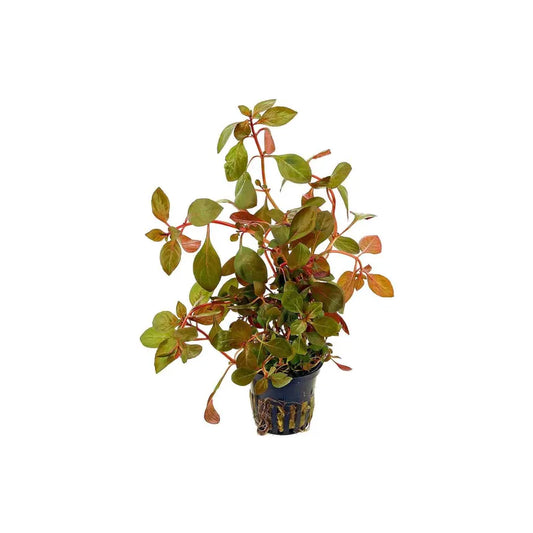 Ludwigia Repens Red plant with red and green leaves in a planted aquarium