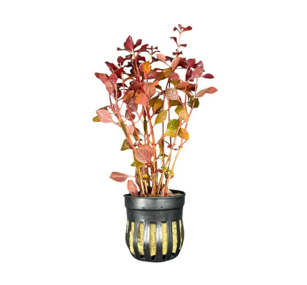 Ludwigia Super Red Mini with compact bright red leaves in a planted aquarium