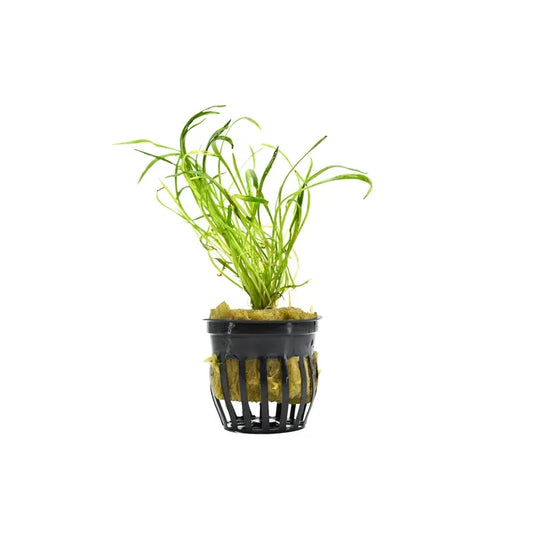 Micro Sword plant forming a dense grassy carpet in a planted aquarium