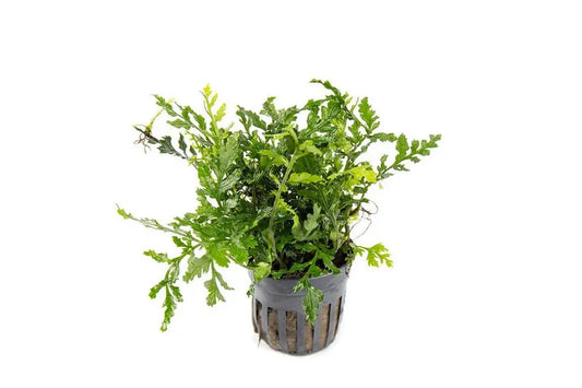 Mini Bolbitis (baby Leaf) Potted