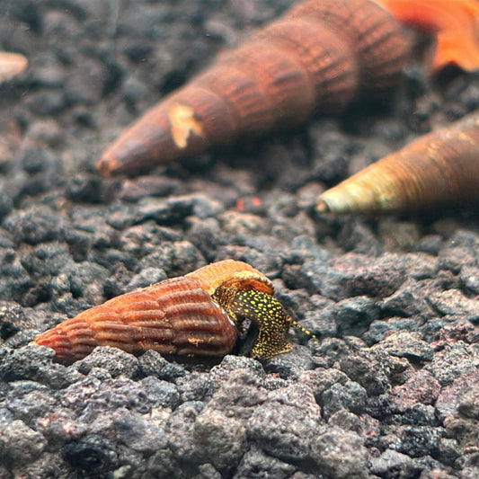 Mini Gold Spot Rabbit Snail with yellow and dark spotted body on aquarium substrate