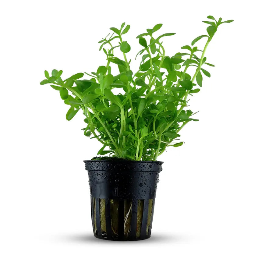 Moneywort plant with round green leaves growing in a planted aquarium