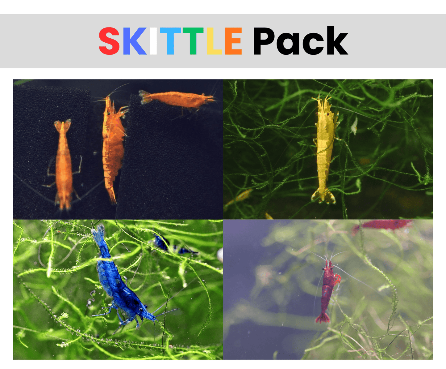Skittles Pack Neocaridina shrimp assorted colors in planted aquarium