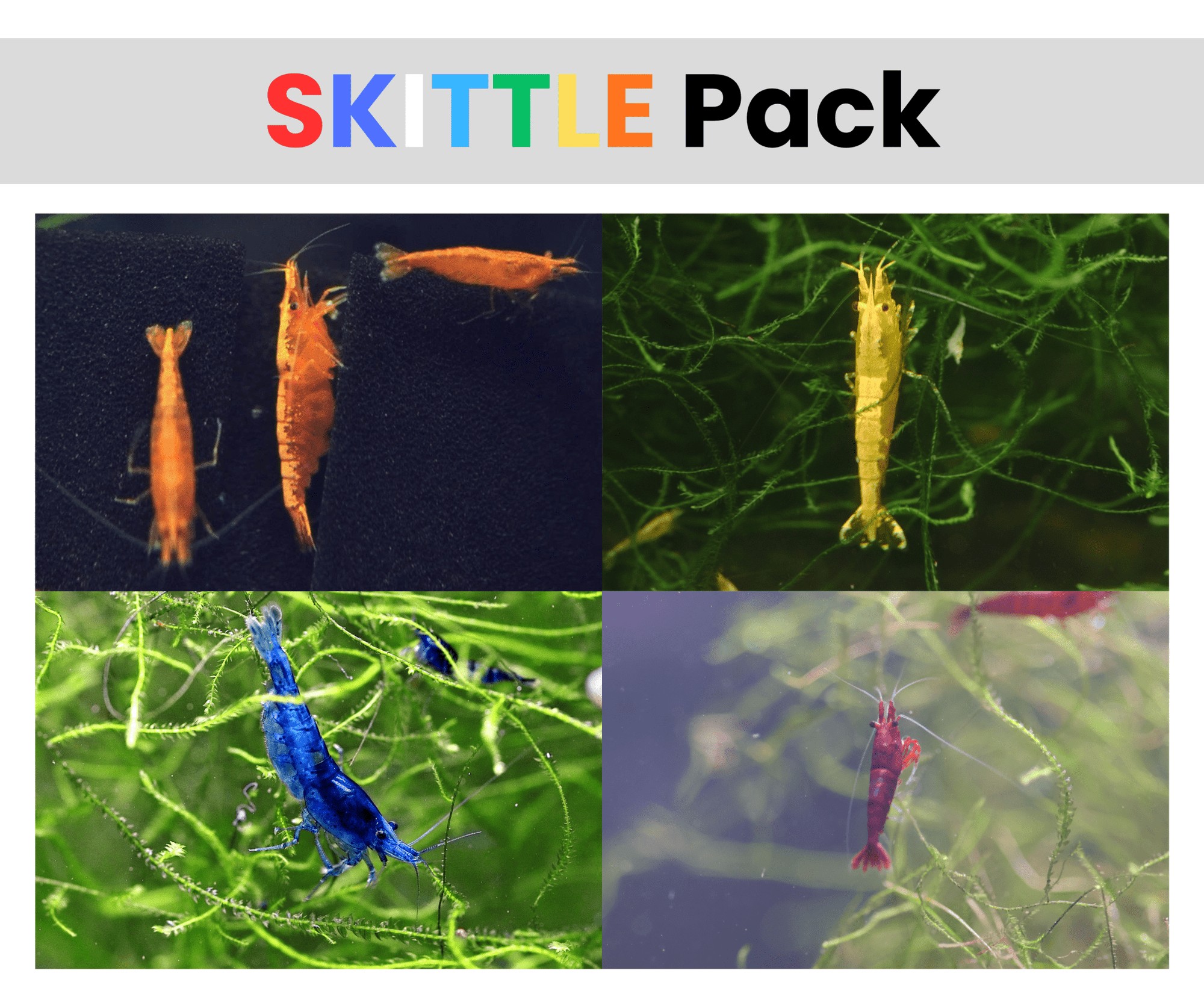 Skittles Pack Neocaridina shrimp assorted colors in planted aquarium