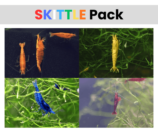 Skittles Pack Neocaridina shrimp assorted colors in planted aquarium