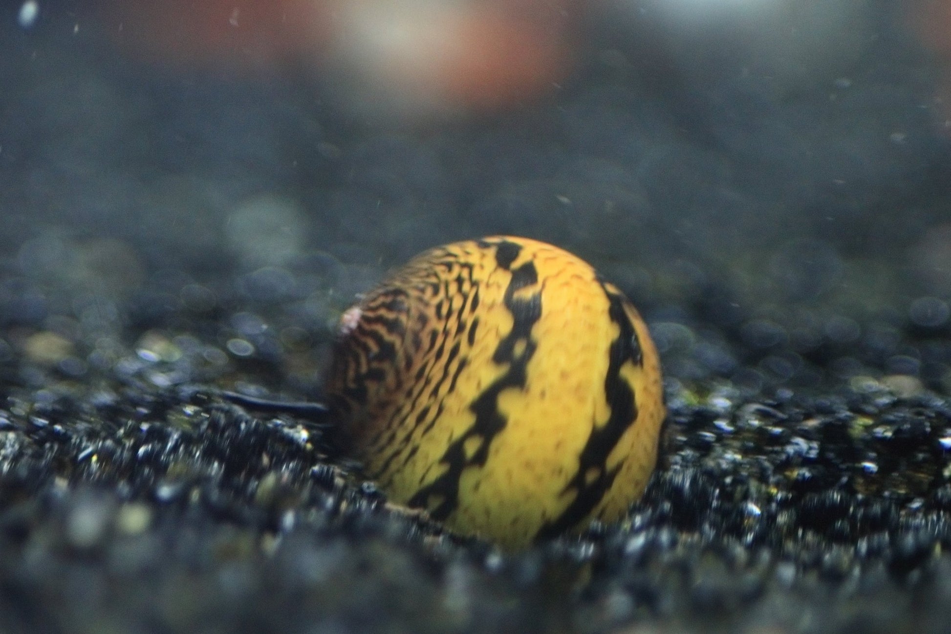 O-Ring Nerite Snail with circular shell pattern on aquarium surface