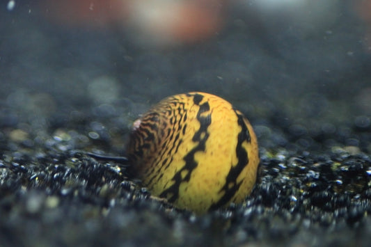 O-Ring Nerite Snail with circular shell pattern on aquarium surface