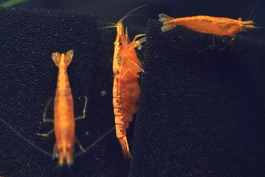 Orange Backline Neocaridina shrimp with orange stripe on sponge filter
