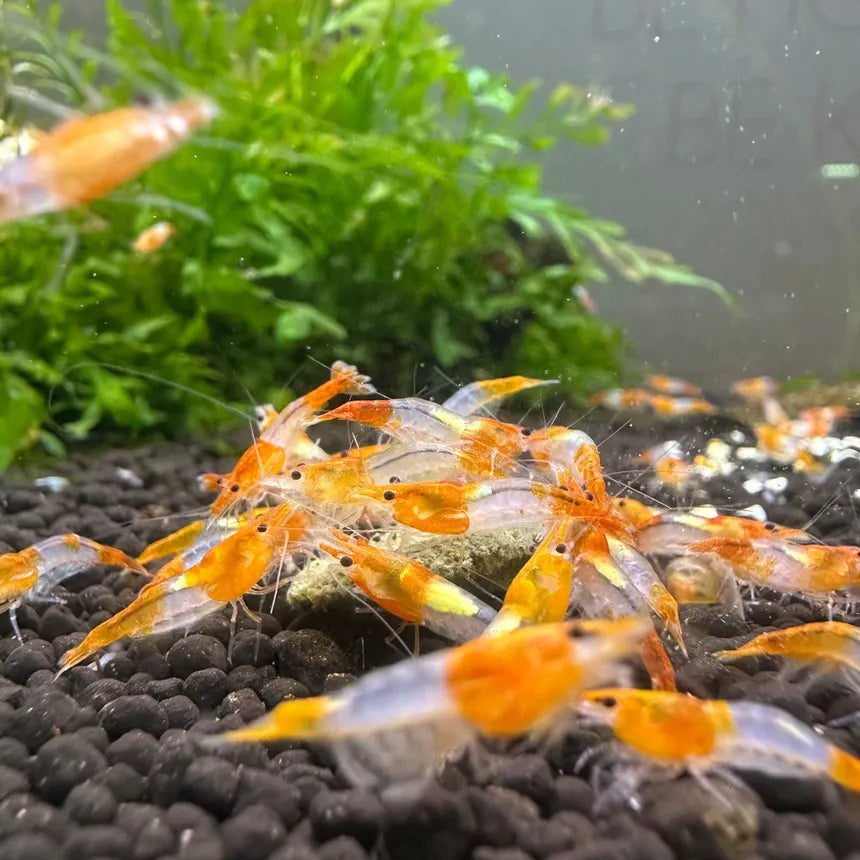 Orange Rili Shrimp in planted aquarium