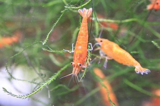 Orange Sunkist Neocaridina shrimp with bright orange coloration on aquarium plant