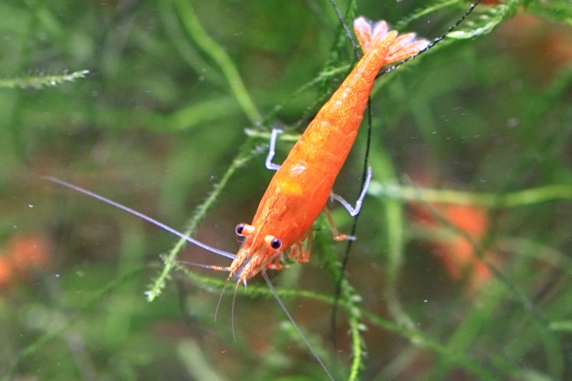 Orange Sunkist Neocaridina shrimp with bright orange coloration on aquarium plant