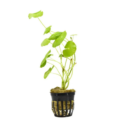 Brazilian Pennywort with round leaves floating in a planted aquarium