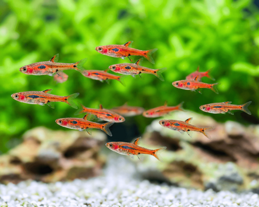 Phoenix Rasbora