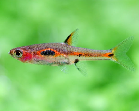 Phoenix Rasbora