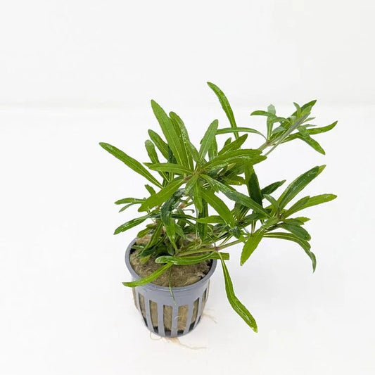 Pogostemon Stellatus with fine needle-like leaves in a planted aquarium