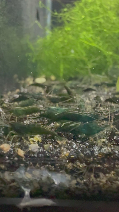 Green Jade Shrimp