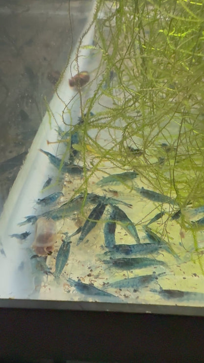 Blue Dream Shrimp