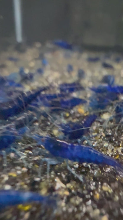 Blue Diamond Shrimp